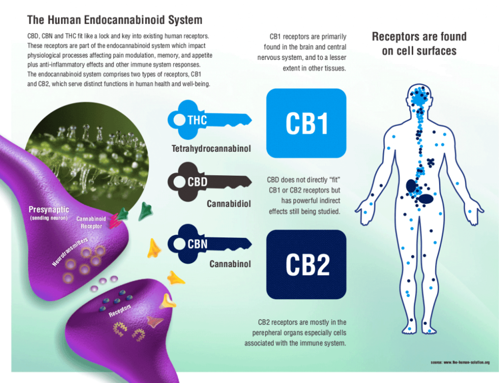 Anandamide: What Are the Benefits of This Cannabinoid?