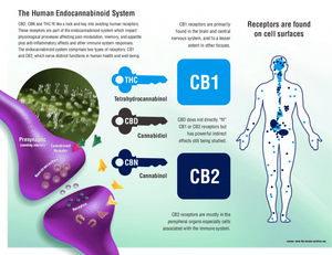 Knowledge For Self: Endogenous Cannabinoid System (ECS)